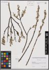 Foto von Salix cinerea L.